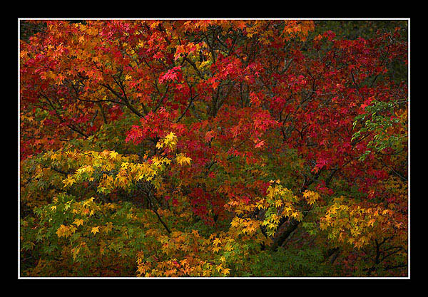 Autumn Blaze